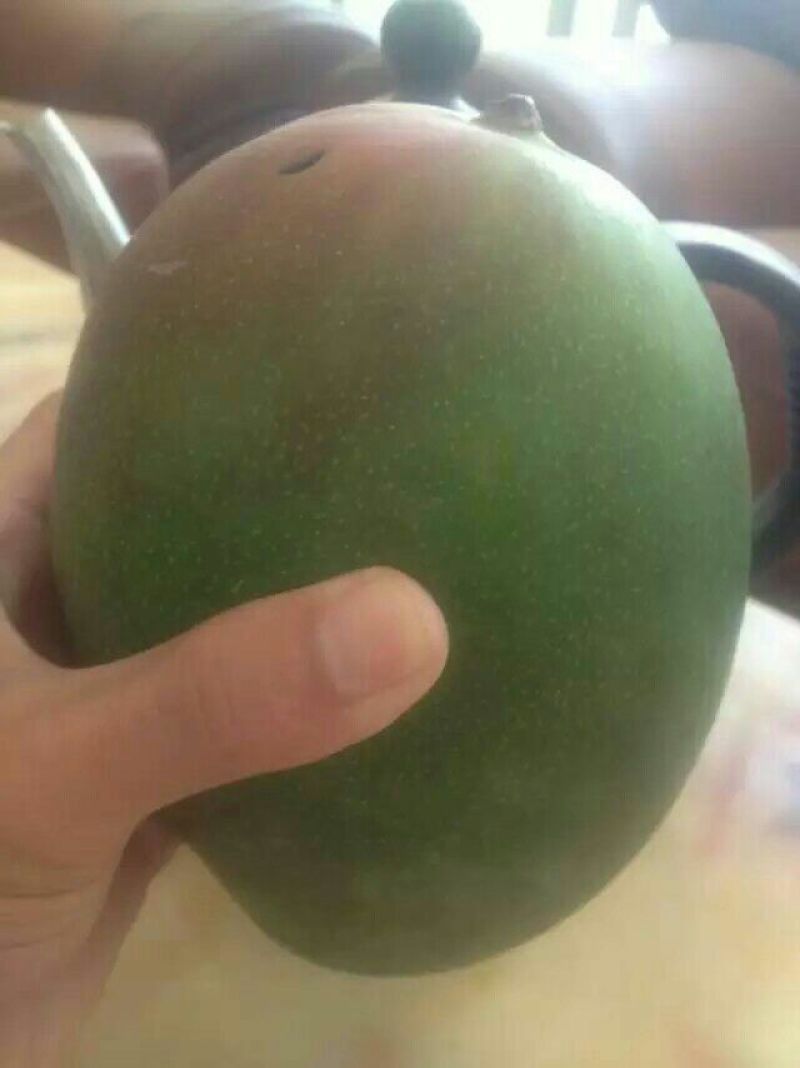 芒果苗金煌，桂七，四季密芒苗可以带土球发货