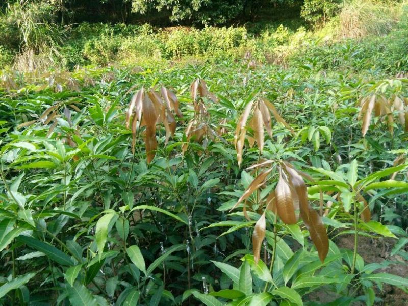 芒果苗金煌，桂七，四季密芒苗可以带土球发货