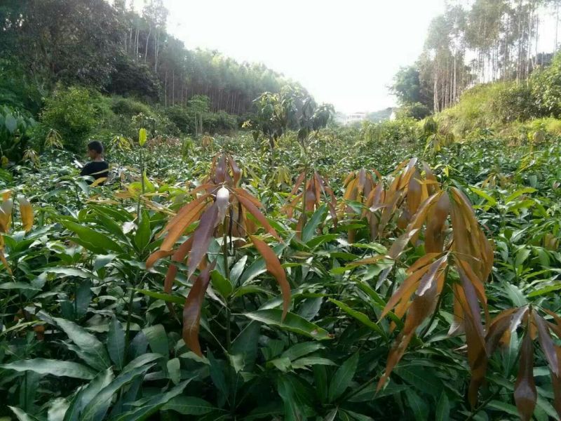 芒果苗金煌，桂七，四季密芒苗可以带土球发货