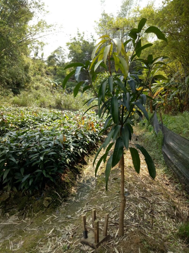 芒果苗金煌，桂七，四季密芒苗可以带土球发货