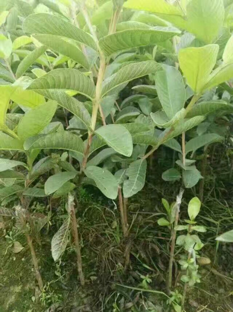 西瓜番石榴苗50~80cm