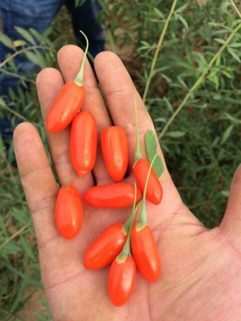 青海柴达木盆地的红枸杞，大果、干货头茬