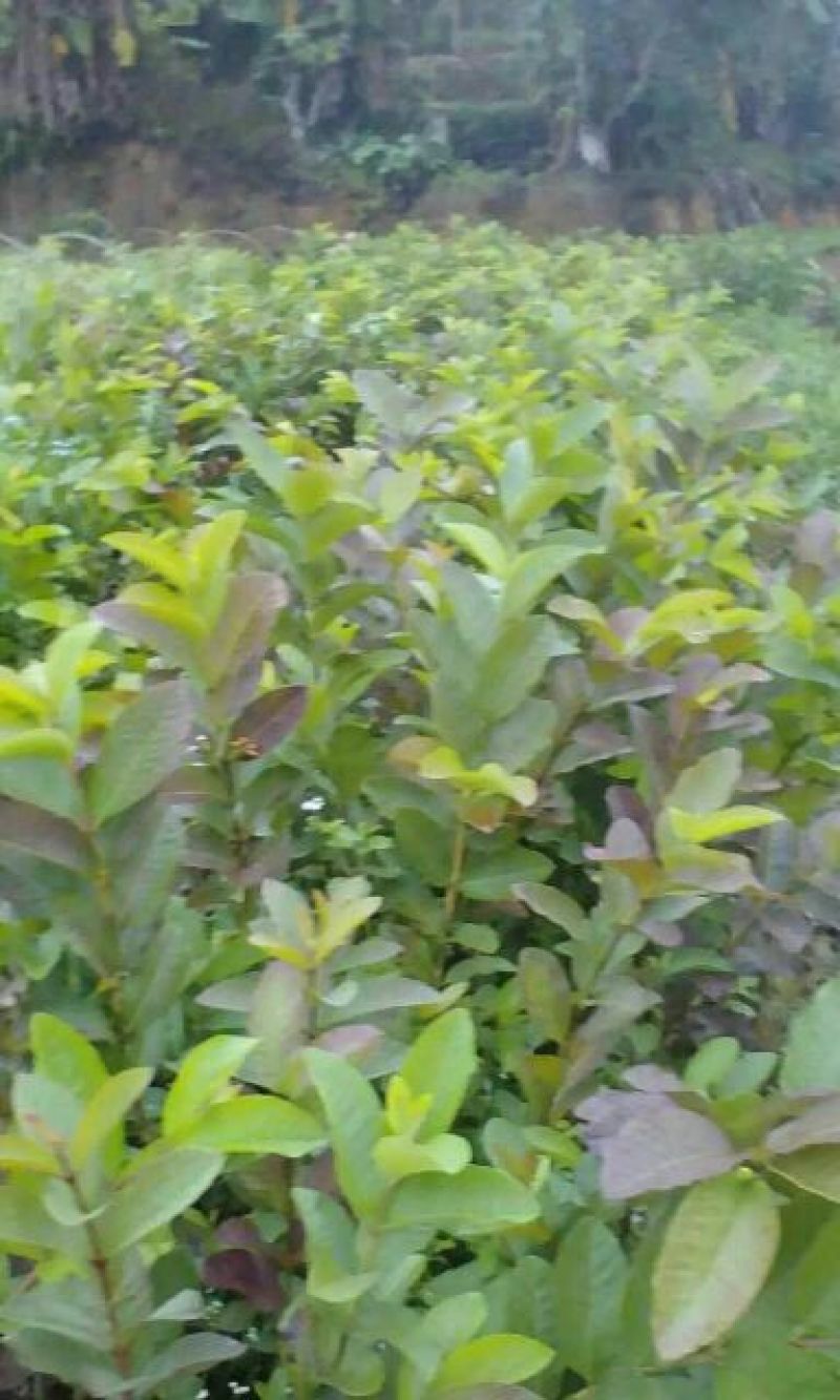 西瓜番石，珍珠番石榴苗红宝石榴树苗阳台庭院均可种植