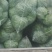 【精品】河南甘蓝中甘系列圆包菜大量供应可视频看货