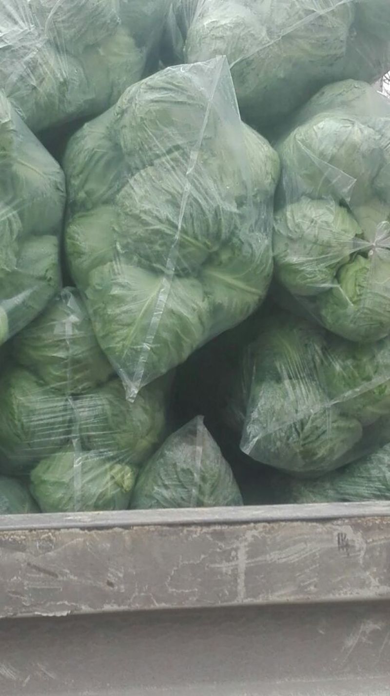 【精品】河南甘蓝中甘系列圆包菜大量供应可视频看货