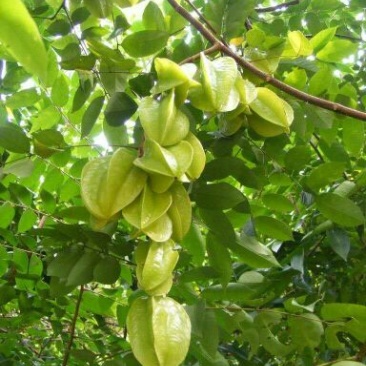 杨桃苗