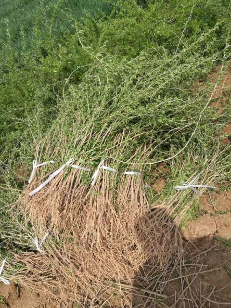 红枸杞苗2年的一年的有杯苗好成活效益好