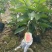 西瓜番石榴苗50~80cm