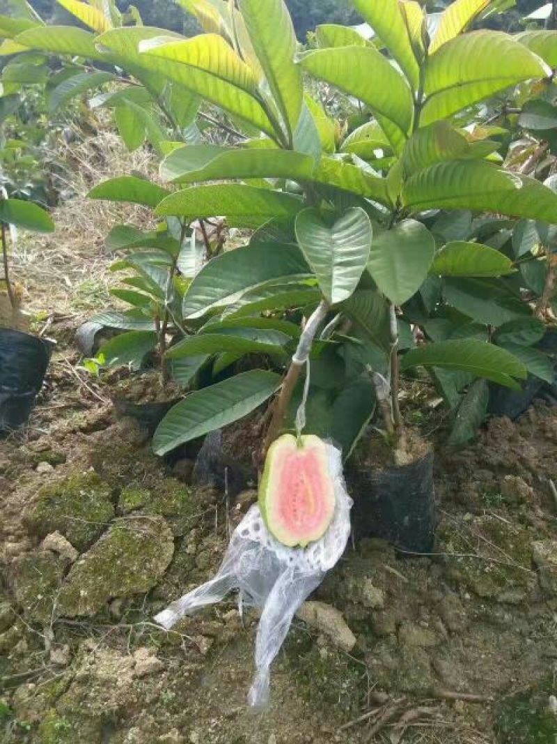 西瓜番石榴苗50~80cm