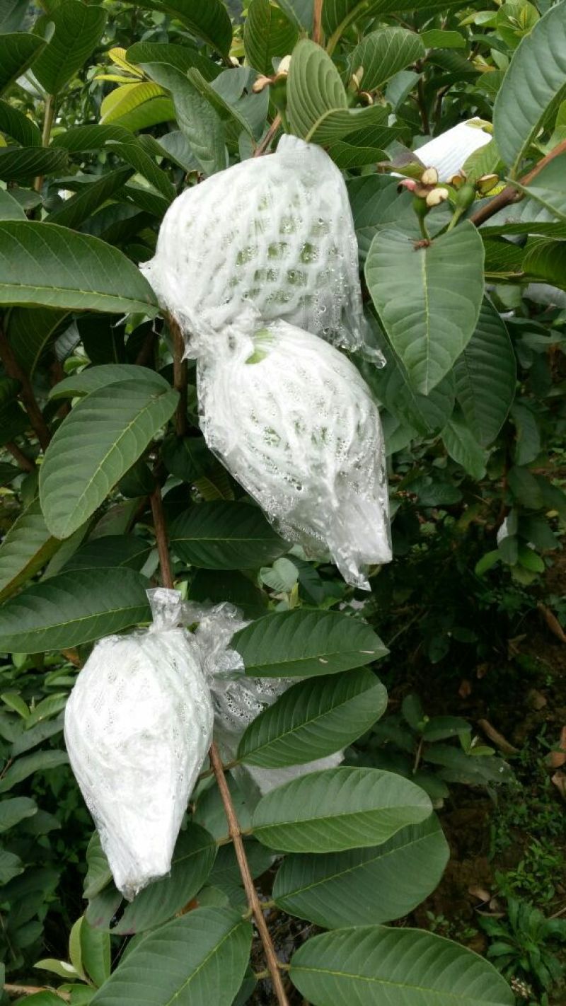 西瓜番石榴苗50~80cm