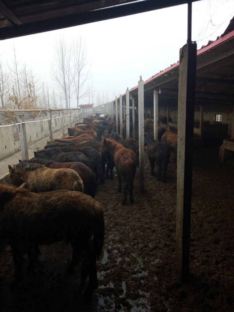 马肉鲜货