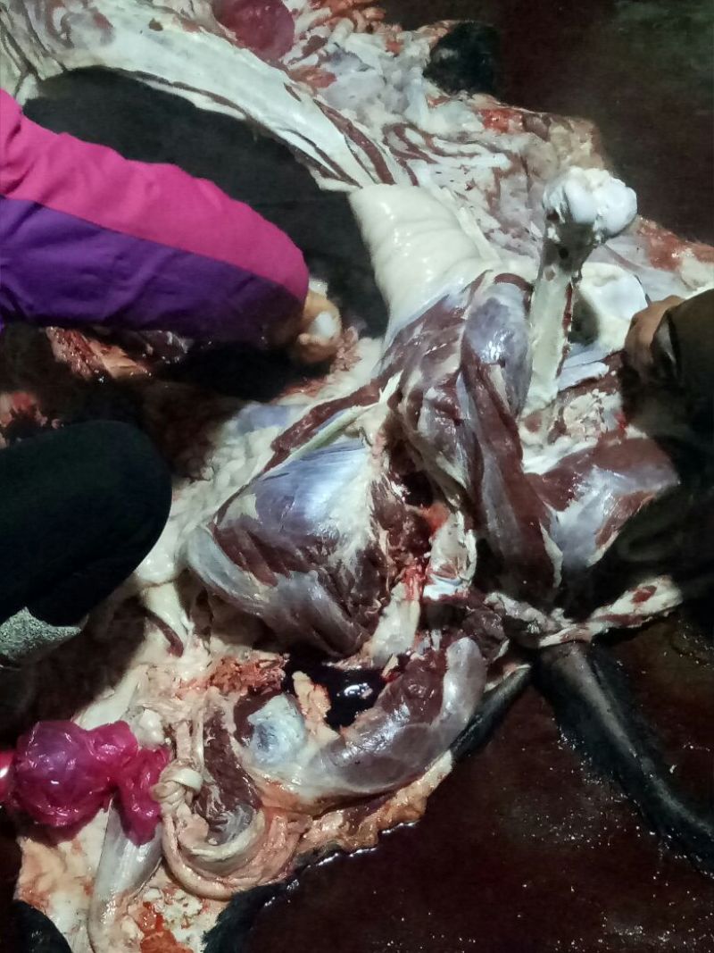 马肉鲜货