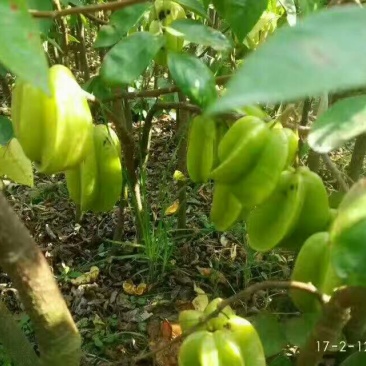杨桃苗
