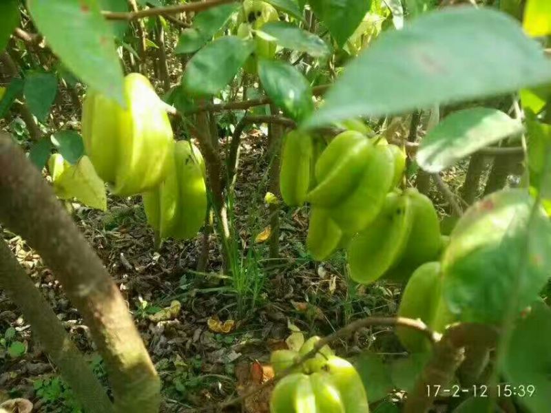 杨桃苗