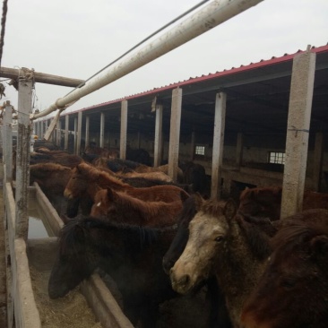 肉马200~300kg