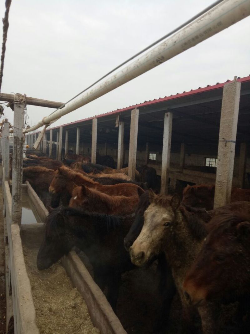 肉马200~300kg