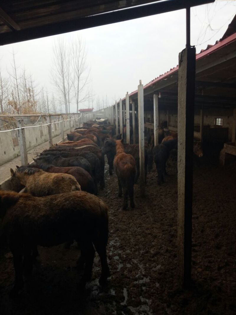 肉马200~300kg
