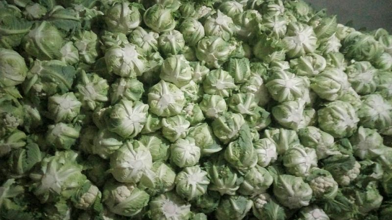 白花菜花紧密乳白1斤，货源充足，质量保证，欢迎大家