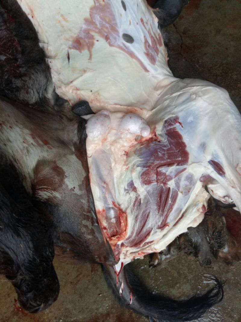 【推荐】厂家直销新鲜卤肉，纯黑驴肉，自己饲养，保质保量