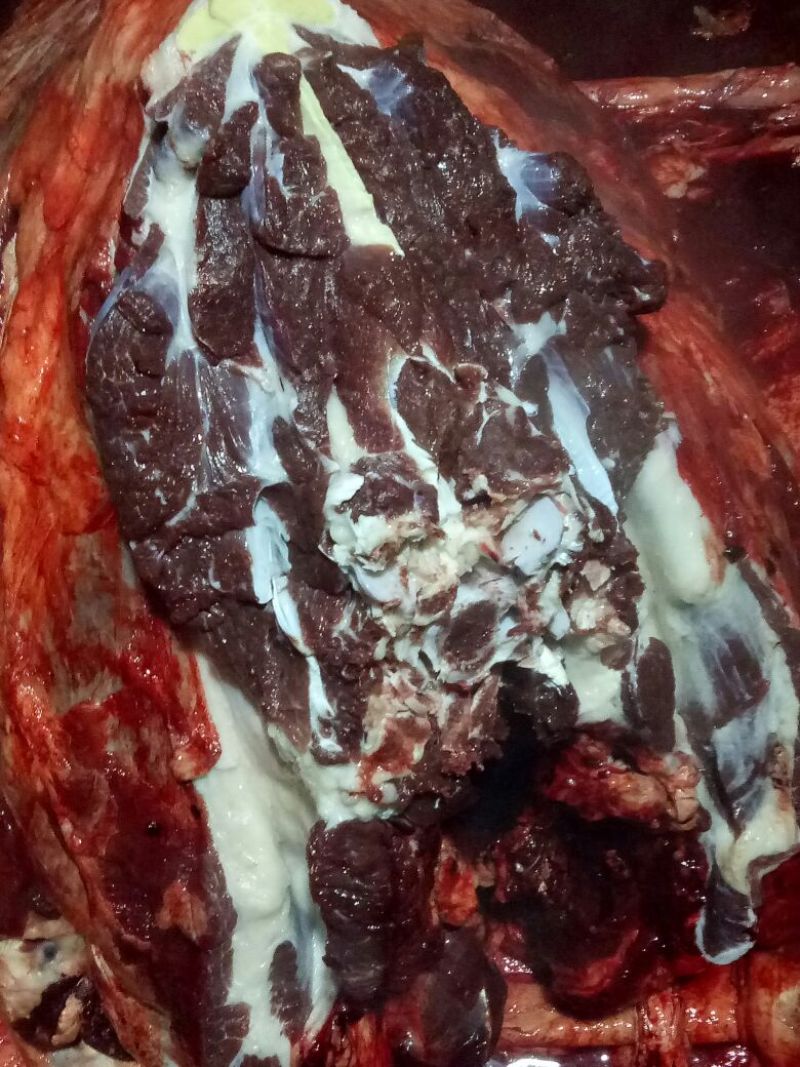 【推荐】厂家直销新鲜卤肉，纯黑驴肉，自己饲养，保质保量