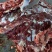 【推荐】厂家直销新鲜卤肉，纯黑驴肉，自己饲养，保质保量
