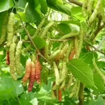 长果桑树苗50cm