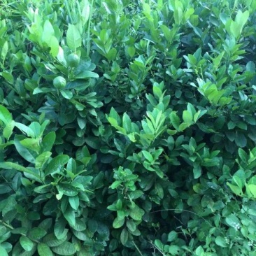 香水柠檬树苗50~80cm
