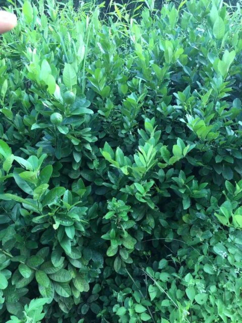香水柠檬树苗50~80cm