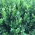 香水柠檬树苗50~80cm