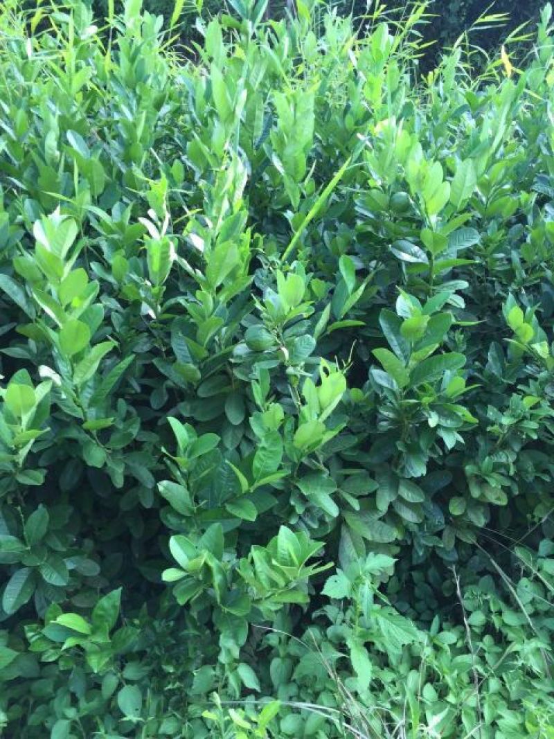 香水柠檬树苗50~80cm