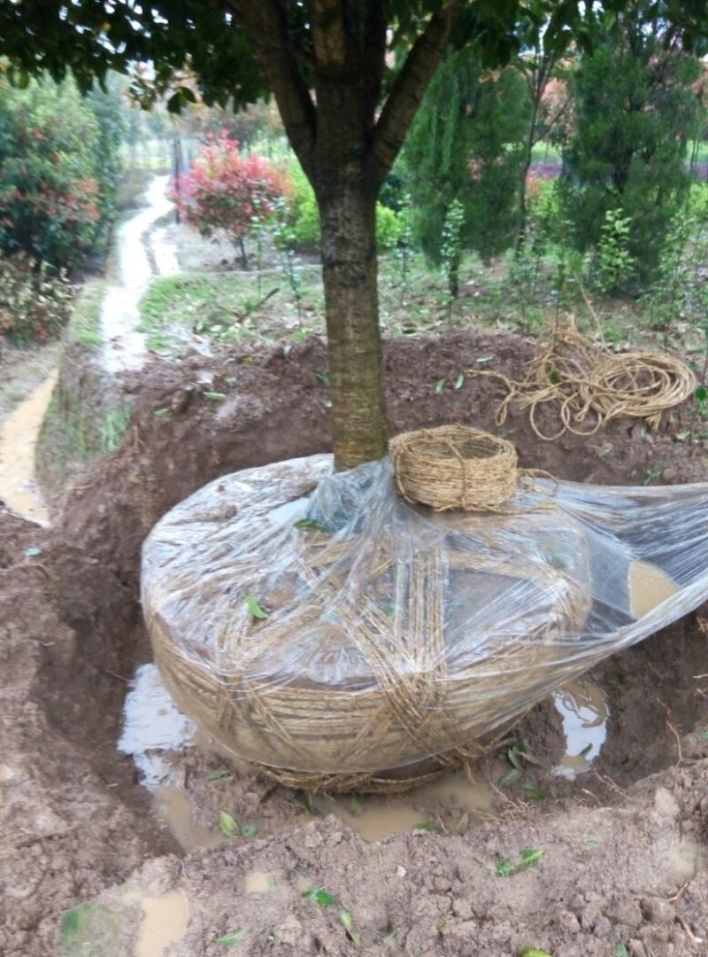 桂花树__各规格大小桂花树，农户直销。