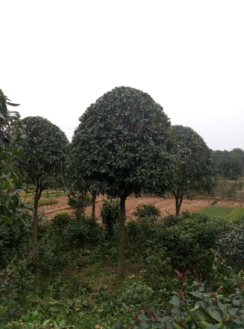桂花树__各规格大小桂花树，农户直销。