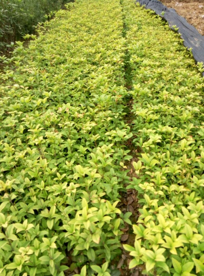 桂花树__各规格大小桂花树，农户直销。