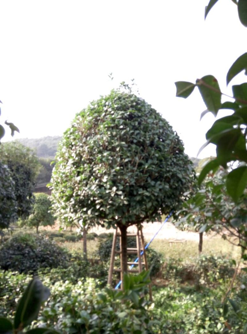 桂花树__各规格大小桂花树，农户直销。