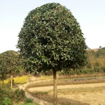 桂花树__各规格大小桂花树，农户直销。