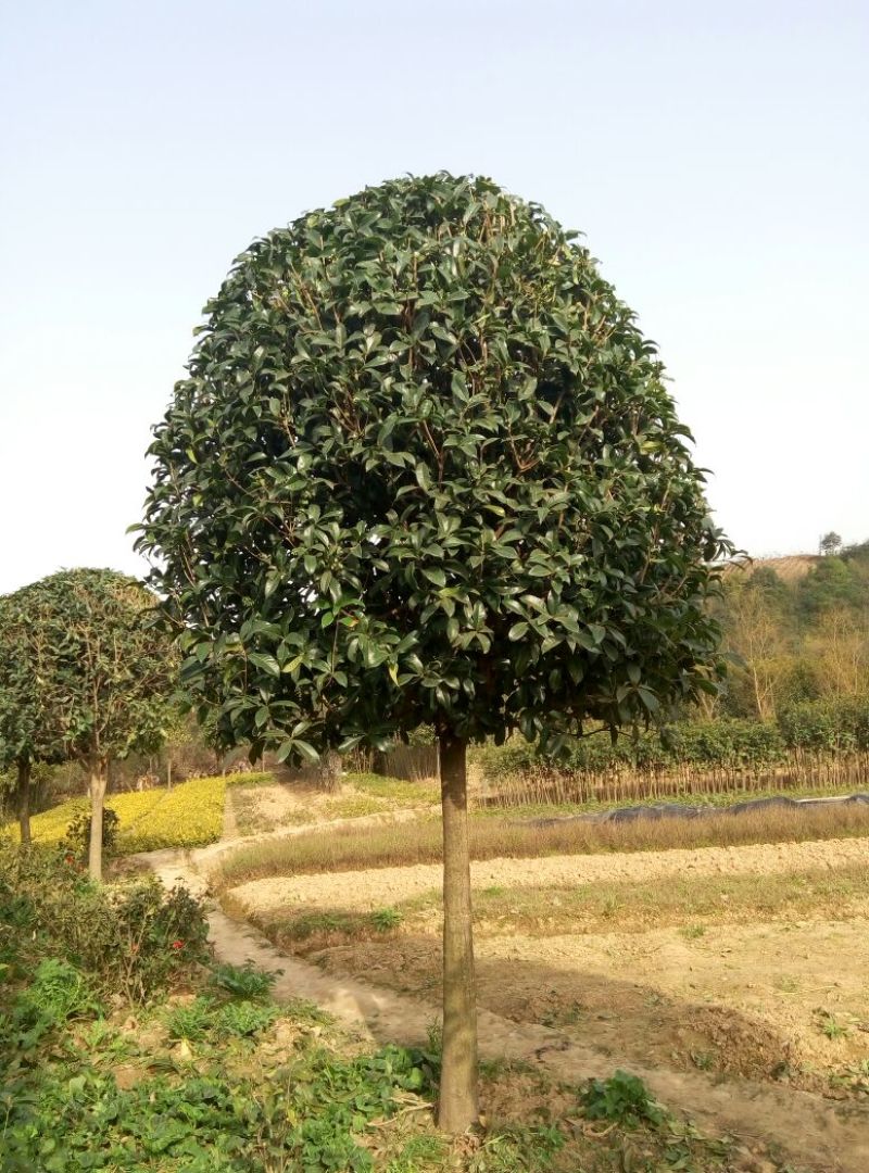 桂花树__各规格大小桂花树，农户直销。