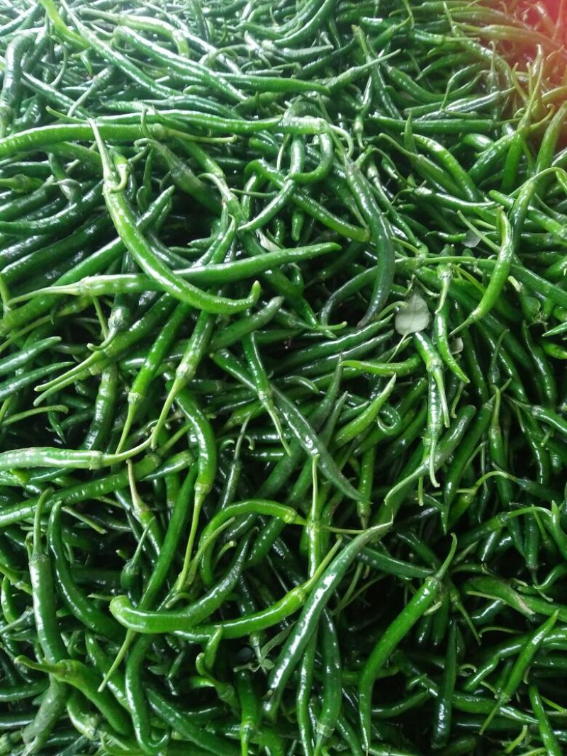 线椒5~10厘米中辣青