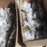 粉葛带芽苗葛根带芽苗桂葛一号广西粉葛