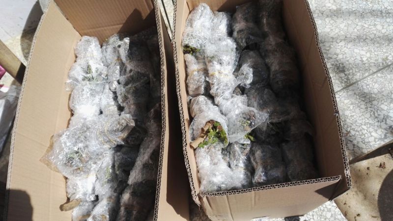 粉葛带芽苗葛根带芽苗桂葛一号广西粉葛