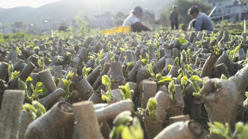 粉葛带芽苗葛根带芽苗桂葛一号广西粉葛