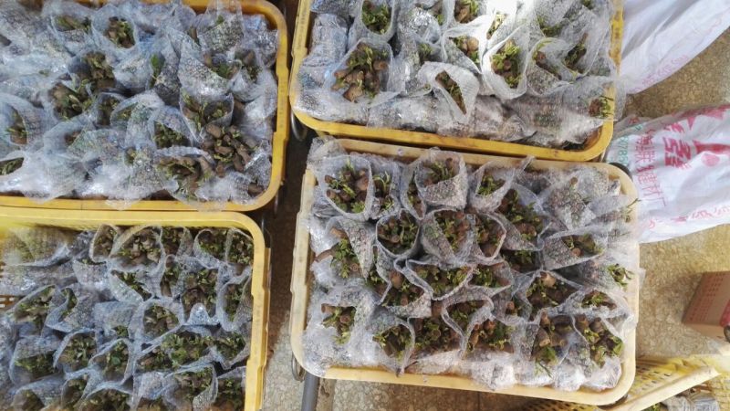 粉葛带芽苗葛根带芽苗桂葛一号广西粉葛