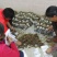 粉葛带芽苗葛根带芽苗桂葛一号广西粉葛