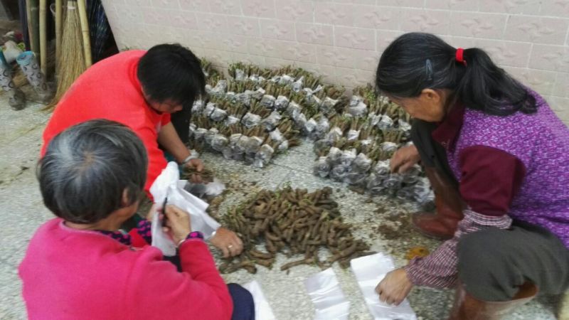 粉葛带芽苗葛根带芽苗桂葛一号广西粉葛