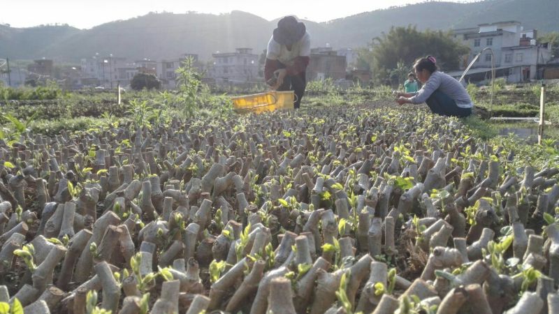 粉葛带芽苗葛根带芽苗桂葛一号广西粉葛