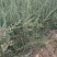 黑枸杞苗2年野生黑枸杞苗