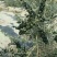 黑枸杞苗2年野生黑枸杞苗