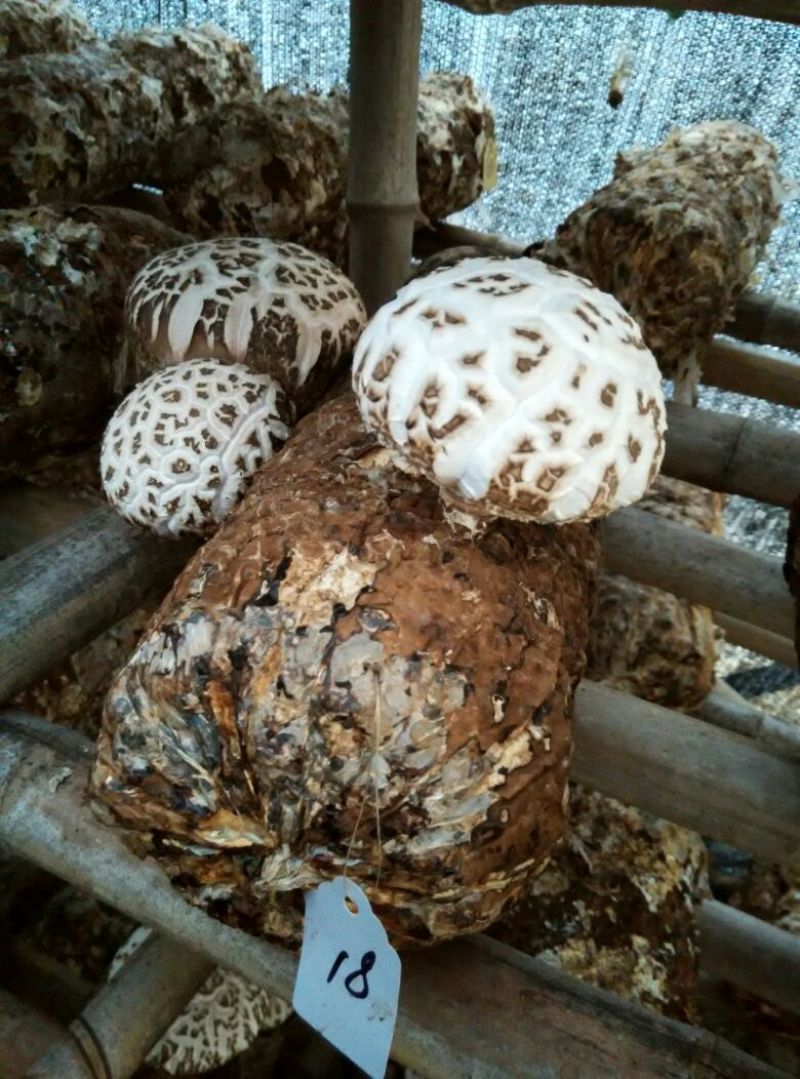 香菇菌种（代料或段木种植用各种香菇栽培用菌种）
