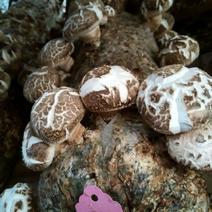 香菇菌种（代料或段木种植用各种香菇栽培用菌种）