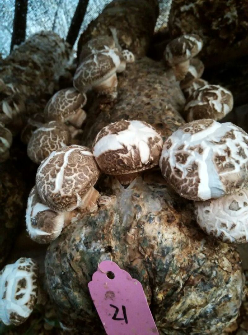 香菇菌种（代料或段木种植用各种香菇栽培用菌种）