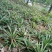 菠萝苗1年